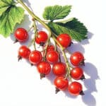 Rote Johannisbeeren mit Blättern auf weissem Hintergrund
